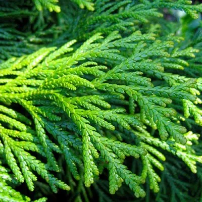 Туевик в Балашихе