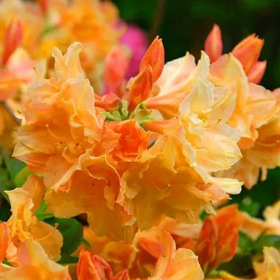 Азалия ЧАРДАШ листопадная  Азалия ЧАРДАШ листопадная в Балашихе