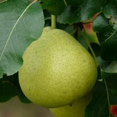 Груша САНРЕМО колонновидная  Груша САНРЕМО колонновидная в Балашихе