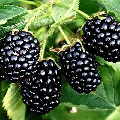 Ежевика ПРАЙМ АРК ТРЕВЕЛЕР ремонтантная  Ежевика ПРАЙМ АРК ТРЕВЕЛЕР ремонтантная в Балашихе