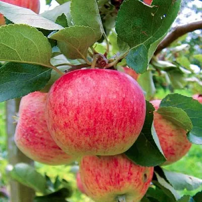 Яблоня ПИРОС  Яблоня ПИРОС в Балашихе