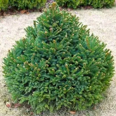 Ель БАРРИ обыкновенная в Балашихе