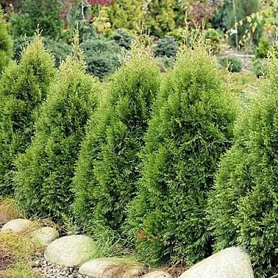 Туя СМАРАГД ВИТБОНТ западная в Балашихе