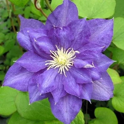 Клематис БЬЮТИ ОФ ВОЧЕСТЕР  Клематис БЬЮТИ ОФ ВОЧЕСТЕР в Балашихе