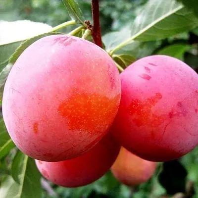 Слива КОМЕТА в Балашихе