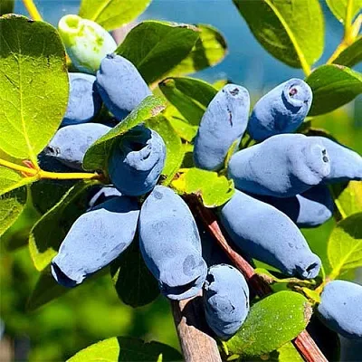 Жимолость съедобная АВРОРА в Балашихе