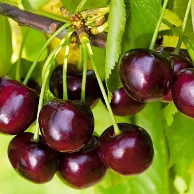 Черешня ИПУТЬ  Черешня ИПУТЬ в Балашихе