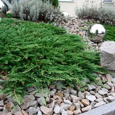 Можжевельник ПРИНЦ ОФ УЭЛЬС горизонтальный в Балашихе