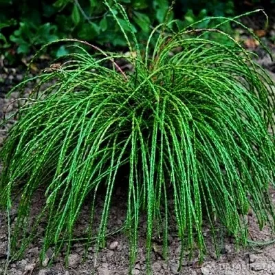 Туя ВИПКОРД складчатая в Балашихе