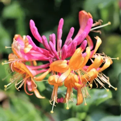 Жимолость ГЕКРОТА в Балашихе