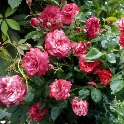 Саженцы роз БРАУНИ плетистая — описание сорта Саженцы роз БРАУНИ плетистая в Балашихе