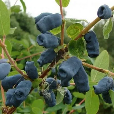 Жимолость съедобная ПУШКИНСКАЯ в Балашихе