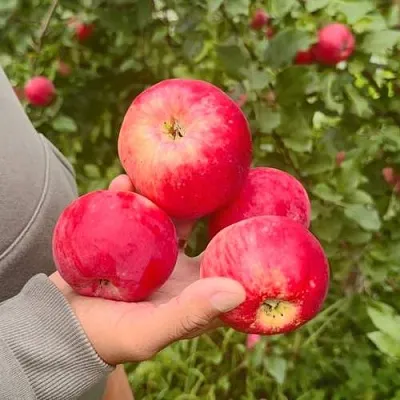 Яблоня АКСЕНА  Яблоня АКСЕНА в Балашихе