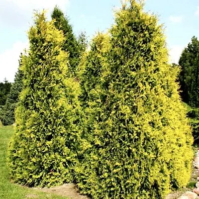 Туя САЛЛАНД западная в Балашихе