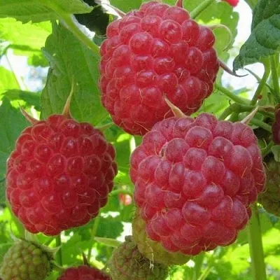 Малина НОВОСТЬ КУЗЬМИНА  в Балашихе