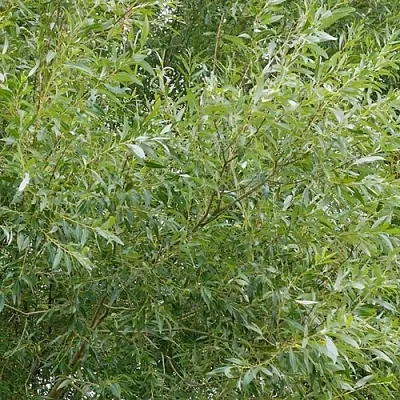 Ива ВИТЕЛЛИНА белая   Ива ВИТЕЛЛИНА белая  в Балашихе