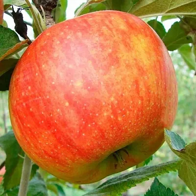 Яблоня ЦЕЛЕСТЕ  Яблоня ЦЕЛЕСТЕ в Балашихе