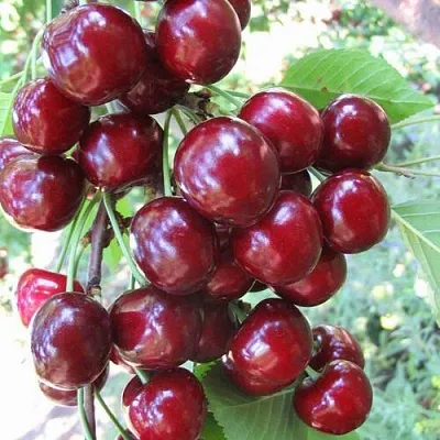 Черешня ОДРИНКА  Черешня ОДРИНКА в Балашихе