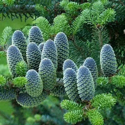 Пихта в Балашихе