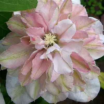 Клематис ИННОСЕНТ БЛАШ  Клематис ИННОСЕНТ БЛАШ в Балашихе