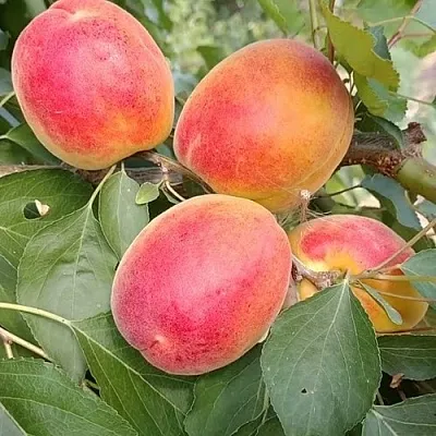 Абрикос ОСОБЕННЫЙ ДЕНИСЮКА в Балашихе