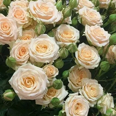 Саженцы роз ТАНЯ спрей в Балашихе