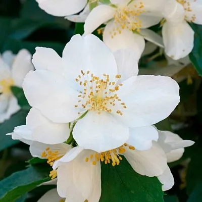 Жасмин ЮСТИНКА  Жасмин ЮСТИНКА в Балашихе