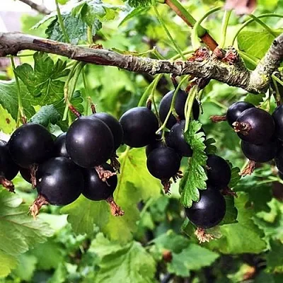 Йошта КРЫМСКАЯ  Йошта КРЫМСКАЯ в Балашихе