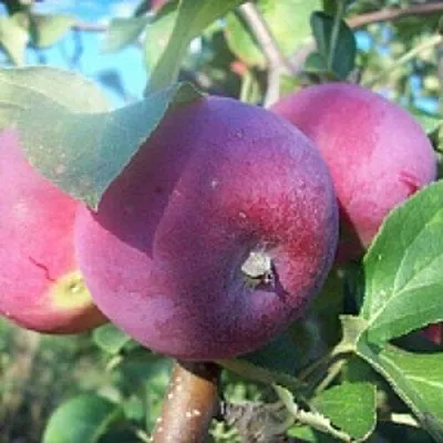 Яблоня СЕРЕБРЯНОЕ КОПЫТЦЕ  Яблоня СЕРЕБРЯНОЕ КОПЫТЦЕ в Балашихе