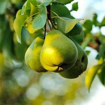 Груша СТОЛИЧНАЯ колонновидная  Груша СТОЛИЧНАЯ колонновидная в Балашихе