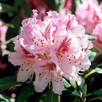 Рододендрон ЧИР  Рододендрон ЧИР в Балашихе