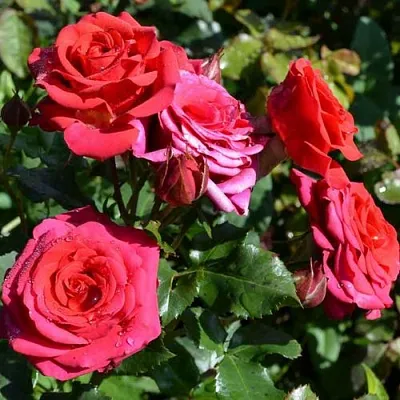Саженцы роз МИРАБЕЛЬ спрей в Балашихе
