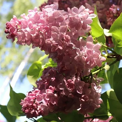 Сирень МЕДОВЫЙ СПАС  Сирень МЕДОВЫЙ СПАС в Балашихе