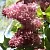 Сирень МЕДОВЫЙ СПАС в Балашихе
