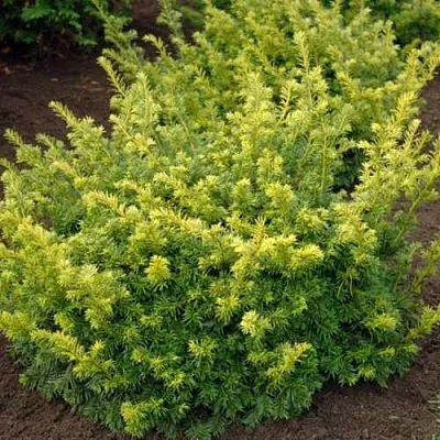 Тис ЭЛЕГАНТИССИМА ягодный в Балашихе