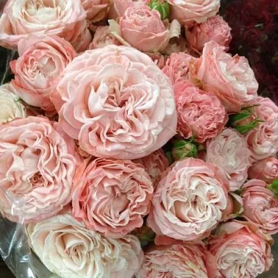 Саженцы роз МАДАМ БОМБАСТИК спрей  Саженцы роз МАДАМ БОМБАСТИК спрей в Балашихе