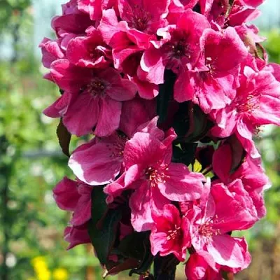 Яблоня МАЛИНОВОЕ ОЖЕРЕЛЬЕ колонновидная  Яблоня МАЛИНОВОЕ ОЖЕРЕЛЬЕ колонновидная в Балашихе