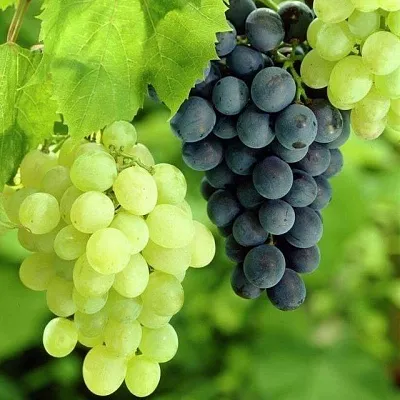 Столовый в Балашихе