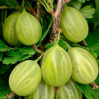 Крыжовник УРАЛЬСКИЙ ИЗУМРУД в Балашихе