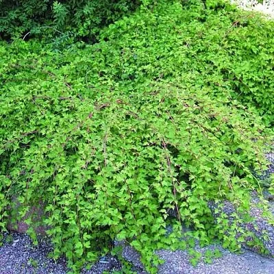 Стефанандра в Балашихе