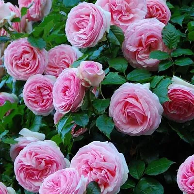 Саженцы роз ПЬЕР ДЕ РОНСАР плетистая  Саженцы роз ПЬЕР ДЕ РОНСАР плетистая в Балашихе