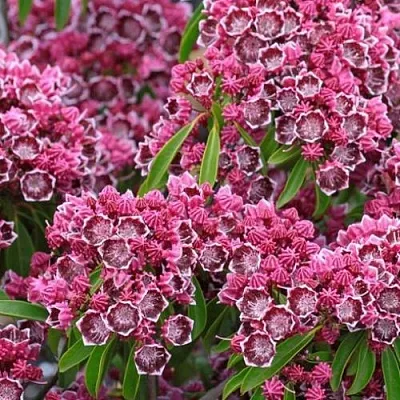 Кальмия в Балашихе