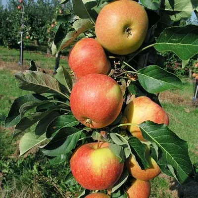 Яблоня ВОСТОРГ колонновидная  Яблоня ВОСТОРГ колонновидная в Балашихе