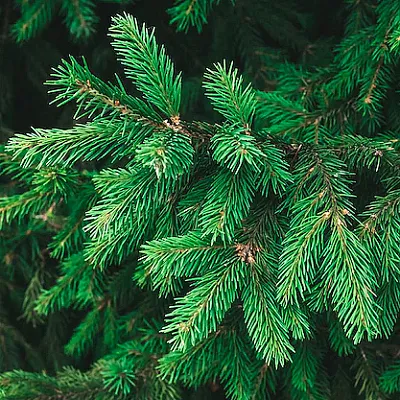 Ель в Балашихе