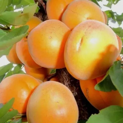 Абрикос ДЕСЕРТНЫЙ — описание сорта Абрикос ДЕСЕРТНЫЙ в Балашихе