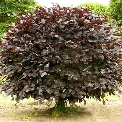 Бук лесной АТРОПУНИЦЕА в Балашихе