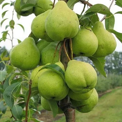 Груша ДЕКОР колонновидная  Груша ДЕКОР колонновидная в Балашихе