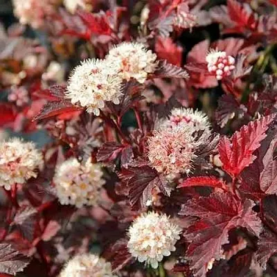 Пузыреплодник ЛЕДИ ИН РЕД  Пузыреплодник ЛЕДИ ИН РЕД в Балашихе