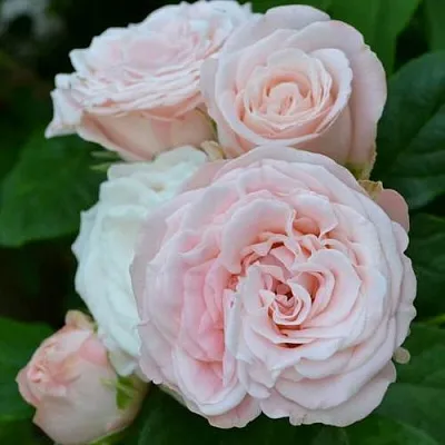 Саженцы роз БОМБАСТИК спрей в Балашихе