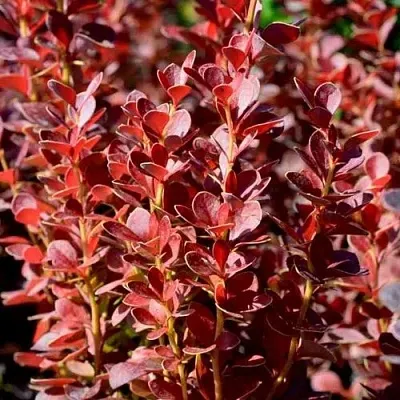 Барбарис ВУЛКАНО тунберга в Балашихе